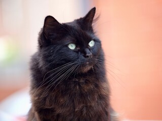 Male Long Haired Black Cat
