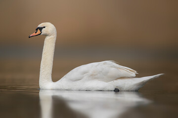one mute swan swimming on a reflecting lake (Cygnus olor)
