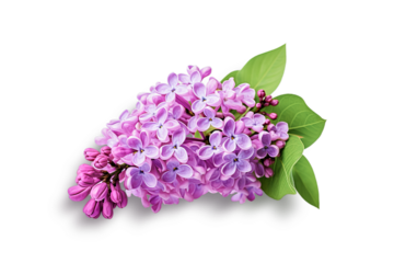 Purple lilac flowers isolated on white background