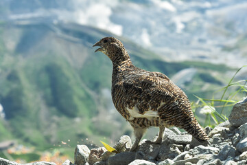 立山を登山中に雷鳥と遭遇、ラキーでした