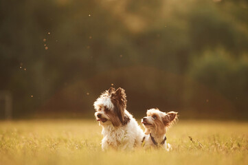 Two little cute dogs are sitting on the field at summer time