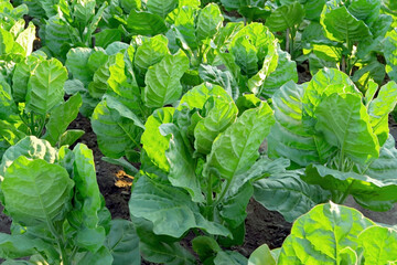 Naklejka premium Tobacco bushes grow on tobacco plantation. Green tobacco leaves background