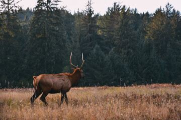 elk in its natural environment in california