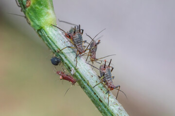 Amazing detailed macro of many aphids on the plant.