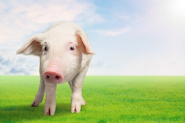 Naklejka na ściany i meble Cute baby pink pig enjoying life on green grass