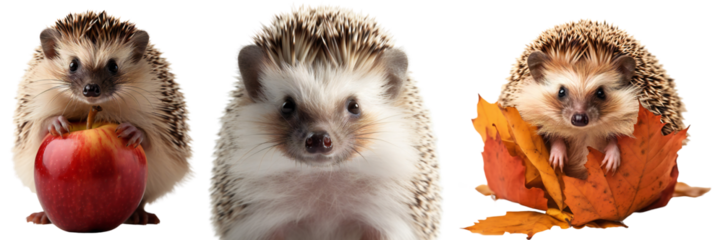Autumn set/collection with a hedgehog. Close-up portrait of a hedgehog. The hedgehog carries a red apple. A cute hedgehog hides in yellow leaves. Isolated on a transparent background.