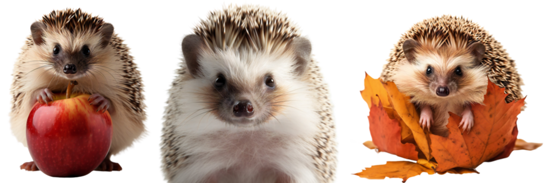 Autumn set/collection with a hedgehog. Close-up portrait of a hedgehog. The hedgehog carries a red apple. A cute hedgehog hides in yellow leaves. Isolated on a transparent background.