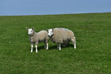 cURIOUS SHEEPS
