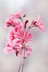 Różowe kwiaty - Lewizja na jasnym tle. © mycatherina