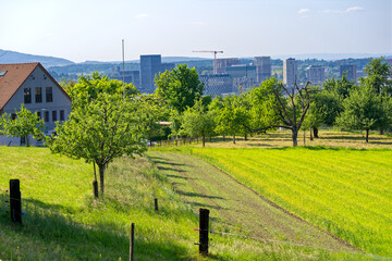 Scenic view of agriculture landscape with orchard and filed with skyline of City of Zürich in the background on a sunny late afternoon spring day. Photo taken May 31st, 2023, Zurich, Switzerland.