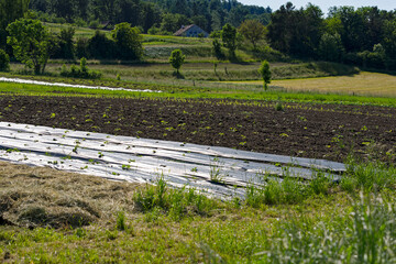 Scenic view of vegetable field with woodland in the background on a sunny spring late afternoon. Photo taken May 31st, 2023, Zurich, Switzerland.