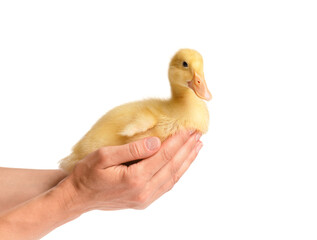 Cute little duckling in hands isolated on white background.