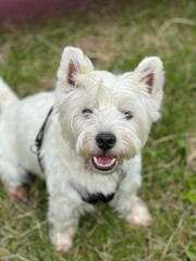 Westie 