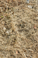 A textured backdrop featuring a landscape of dry, brown grass