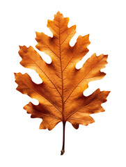 Fototapeta premium Dry, yellow, autumn oak leaf close-up. Isolated on a transparent background.