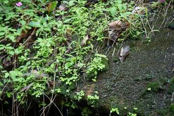 Obraz premium Moisture-rich stone background image from a waterfall.