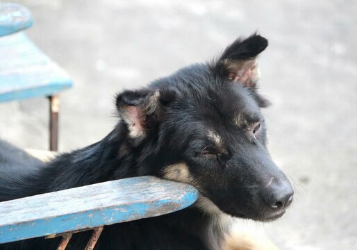 a photography of a dog laying on a bench with its head resting on the bench, there is a black dog laying on a blue bench.