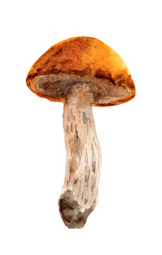 Forest edible mushroom boletus with an orange cap. Watercolor illustration on a white background.  For recipes, packaging, autumn festival, harvest.