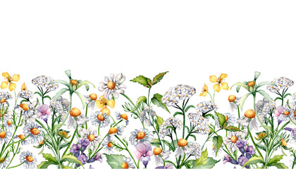 Seamless border of chamomile, nettle, lungwort, chelidonium medicinal plants watercolor illustration isolated on white. Purple, yellow flower hand drawn. Design for label, package, postcard, card © Ekaterina Lanbina