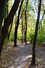 path way in park. autumnal season in the park. seasonal leaves and trees. natural landscape in autumn. autumn beauty of nature. fall season. nature in forest. autumn forest. nature in fall season
