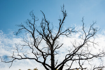 naked tree in winter. nature in fall season. autumnal season in the park. seasonal trees. natural landscape in winter. autumn beauty of nature. fall season. nature in forest. autumn forest
