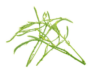 Thai local vegetable, Senegalia pennata or Acacia pennata or Cha-om (Thai Language) transparent png
