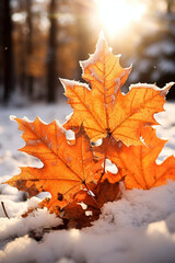 Maple leaves lie brightly in the snow