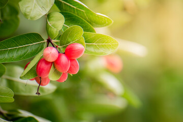 Mango yawning lemon boo Thai fruit