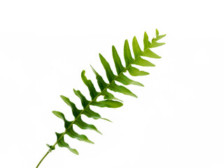 Polypodium is a genus of ferns in the family Polypodiaceae, subfamily Polypodioideae. The genus is...