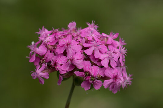 Atocion is a genus of flowering plants in the family Caryophyllaceae, tribe Sileneae, native to Europe, the Caucasus region, and the Middle East as far east as Iran