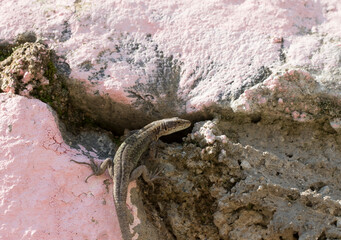 A spiny-tailed lizard (Davreskia rudis) on wall