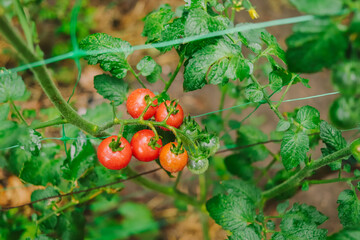 ripe red tomatoes on a bush in the garden on a summer day selective focus close-up
