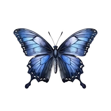 Beautiful black-blue butterfly isolated on white background in watercolor style.