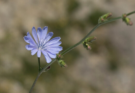 Blue chicory (Cichorium intybus) flower