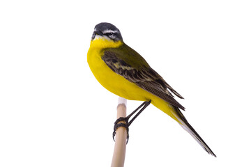 Western Yellow Wagtail isolated on white background