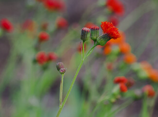 Beautiful close-up of an emilia coccinea flower