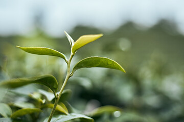 Fototapeta na wymiar Tea leaf in the tea plantation for creating nature background
