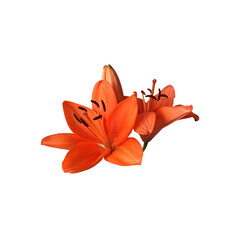 Lily bright orange flower isolated cutout object top view, houseplant in pot floral bouquet, clipping path soft focus