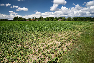 Rübenacker Trockenheit Niedersachsen