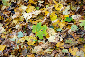 autumn leaves. fall season. nature in forest. autumn forest. nature in fall season. autumnal season in the park. seasonal leaves and trees. natural landscape in autumn. autumn beauty of nature