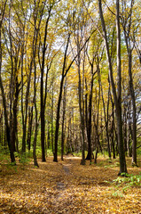 Fototapeta premium autumnal season in the park. seasonal leaves and trees. natural landscape in autumn. autumn beauty of nature. fall season. nature in forest. autumn forest. nature in fall season. Urban escape