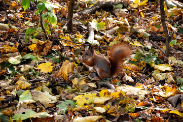 squirrel holding nut. seasonal leaves and trees. natural landscape in autumn. autumn beauty of nature. fall season. nature in forest. autumn forest. nature in fall season. autumnal season in the park