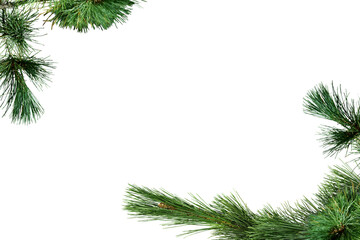 Fototapeta na wymiar Spruce branch. Green fir. Realistic Christmas tree llustration for Xmas cards, New year party posters isolated Transparent png background.