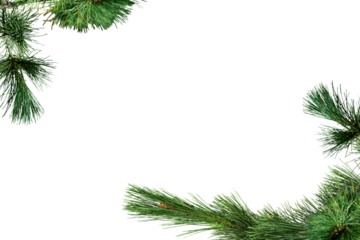 Spruce branch. Green fir. Realistic Christmas tree llustration for Xmas cards, New year party posters isolated Transparent png background.