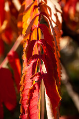autumnal season in park. seasonal leaves and trees. natural landscape in autumn. autumn beauty of...
