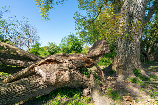 In the midst of the vibrant spring countryside, a fallen old tree stands as a testament to resilience, adorned with moss and surrounded by grass and weeds, exuding timeless beauty and natural charm.