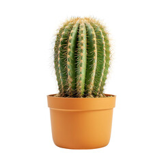 a cactus plant in plant pot
