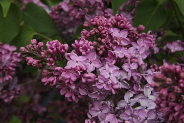 Fototapeta na wymiar Branch of flowering bush of violet buds of common lilac in the background of green leaves