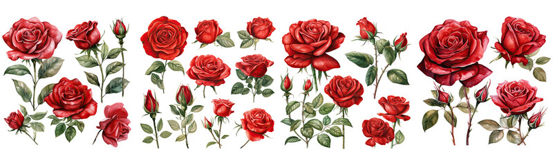 Set of Red Rose watercolor collection hand drawn, Rose Red wine color, Rose elegant watercolor illustration , Rose isolated transparent background, PNG.