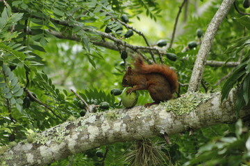 Obraz premium Ardilla comiendo 